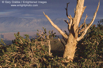 Stormy morning light on Bristlecone, Ancient Bristlecone Pine Forest, White Mountains, California