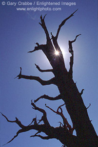 Starburst through Bristlecone Pine, Ancient Bristlecone Pine Forest, White Mountains, California