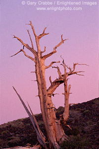 Evening light over Bristlecone Pine, Ancient Bristlecone Pine Forest, White Mountains, California