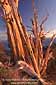 Sunset light on Bristlecone Pine, Ancient Bristlecone Pine Forest, White Mountains, California