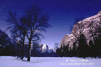 Barren oak tree in winter on the snow covered floor of Yosemite Valley, Yosemite National Park, California