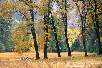 Family picnic below oak trees in fall, Yosemite Valley, Yosemite National Park, California