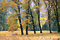 Family picnic under oak trees in meadow, Yosemite Valley, Yosemite National Park, California