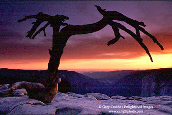 Sunset behind Jeffery Pine on Sentinel Dome, Yosemite National Park, California