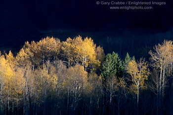 Sunset light on aspen trees in fall, Rocky Mountains, near McClure Pass, Colorado