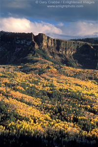 Aspen trees in fall following a fall storm, San Juan Mountains, near Pagosa Springs, Colorado