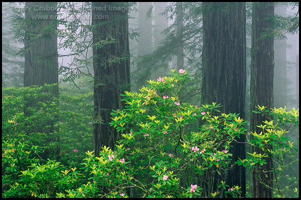 Photo: Redwood trees, Rhododendrons, and fog, Redwood National Park, California