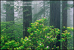 Picture: Redwood trees, Rhododendrons, and fog, Redwood National Park, California