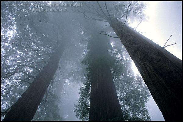 Looking up at coastal redwood trees in fog, Redwood National Park, California
