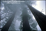 Photo: Looking up at coastal redwood trees in fog, Redwood National Park, California