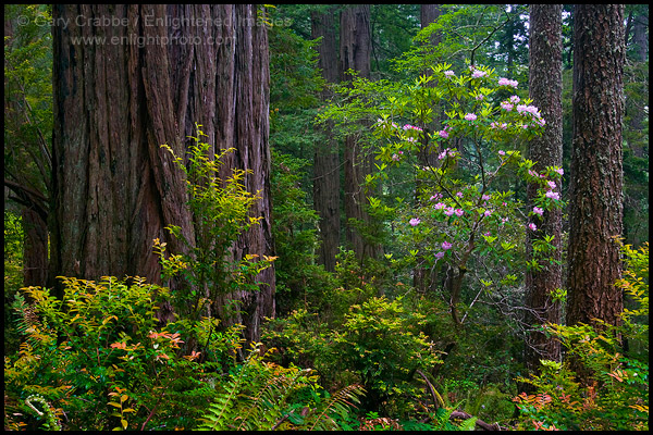 Photo: Wild rhododendrons bloom in Redwood tree forest, Del Norte Coast Redwood State Park, California