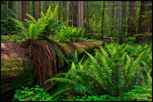 Photo: Ferns growing next to and on top of fallen redwood tree in forest at Stout Grove, Jedediah Smith Redwoods State Park, California