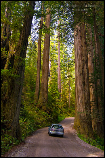 Photo: Sunlight through redwood trees in forest and car driving on Howland Hill Road, Jedediah Smith Redwoods State Park, California