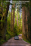 Picture: Sunlight through redwood trees in forest and car driving on Howland Hill Road, Jedediah Smith Redwoods State Park, California