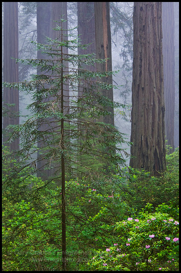 Photo: New young redwood tree growing in forest with older tall trees in fog, Del Norte Coast Redwood State Park, California