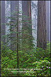 Picture: New young redwood tree growing in forest with older tall trees in fog, Del Norte Coast Redwood State Park, California