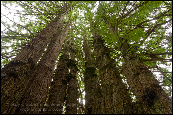 Photo: The Cathedral Redwood Tree, on the Kingdom of the Trees Trail, Trees of Mystery, Del Norte County, California