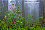 Picture: Wild Rhododendron flowers in bloom, Redwood trees, and fog in forest, Redwood National Park, California