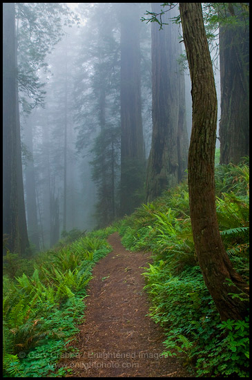Photo: Trail through fog shrouded redwood trees in forest, Del Norte Coast Redwood State Park, California