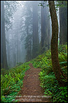 Picture: Trail through fog shrouded redwood trees in forest, Del Norte Coast Redwood State Park, California