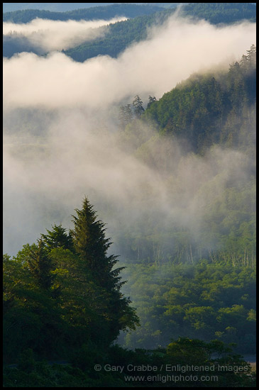 Photo: Morning coastal fog over forest and hills near the mouth of the Klamath River, Redwood National Park, California