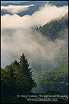 Photo: Morning coastal fog over forest and hills near the mouth of the Klamath River, Redwood National Park, California