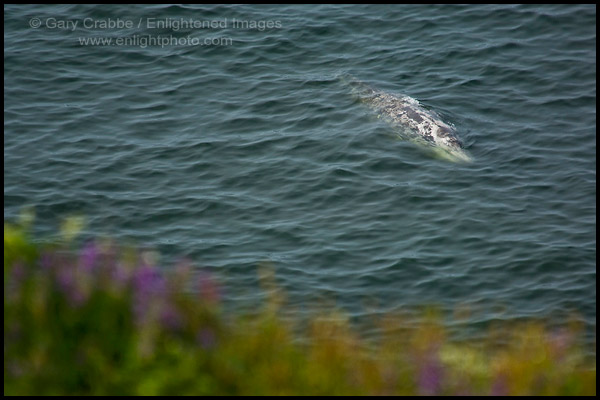 Photo: California Gray Whale on surface of ocean water near shore, Redwood National Park, California