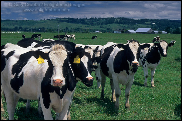 Photo: Dairy Cattle in spring pasture, Eel River Valley, near Ferndale, Humboldt County, CALIFORNIA