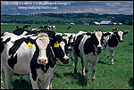 Picture: Dairy Cattle in spring pasture, Eel River Valley, near Ferndale, Humboldt County, CALIFORNIA