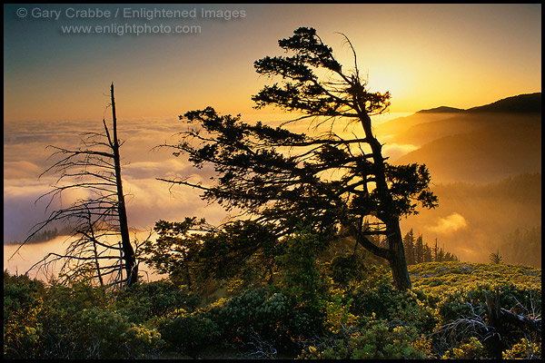 Photo: Tree and fog bank at sunset along the King Range, Lost Coast, near Shelter Cove, Humboldt County, CALIFORNIA