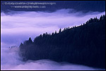 Picture: Evening fog along the coastal cliffs of the King Range, Lost Coast, near Shelter Cove, Humboldt County, CALIFORNIA