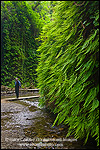 Picture: Hiker in Fern Canyon, Prairie Creek Redwoods State Park, California