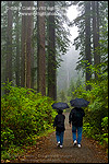 Photo: Couple walking in forest with umbrellas on trail in rain and fog, Lady Bird Johnson Grove, Redwood National Park, California