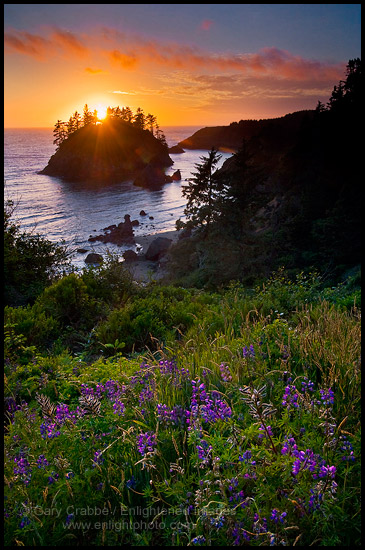 Photo: Lupine wildflowers in bloom and sunset light over Pewetole Island, Trinidad State Beach, Humboldt County, California