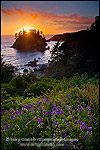 Picture: Lupine wildflowers in bloom and sunset light over Pewetole Island, Trinidad State Beach, Humboldt County, California