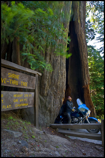 Photo: Motorcycle driving through Shrine Drive Thru Redwood Tree tourist attraction, Avenue of the Giants, Humboldt County, California