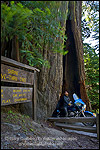 Picture: Motorcycle driving through Shrine Drive Thru Redwood Tree tourist attraction, Avenue of the Giants, Humboldt County, California