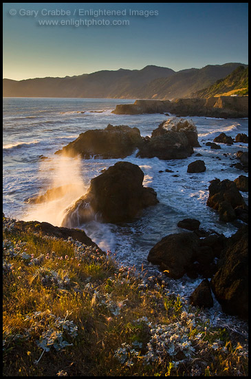 Photo: Wildflowers on coastal bluffs and ocean waves crashing on rock at sunset, Shelter Cove, Lost Coast, Humboldt County, California