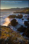Picture: Wildflowers on coastal bluffs and ocean waves crashing on rock at sunset, Shelter Cove, Lost Coast, Humboldt County, California
