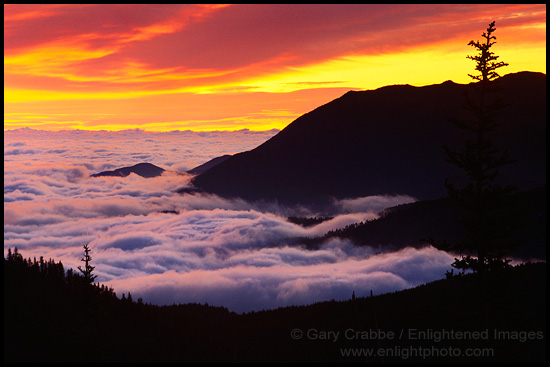 Photo: Fog bank at sunrise near Hurricane Ridge, Olympic National Park, Washington