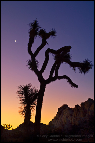 Picture: Crescent Moon over Joshua Tree at dawn, Joshua Tree National Park, California