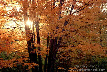 Sunset through Maple Tree in Fall, White Mountains, New Hampshire