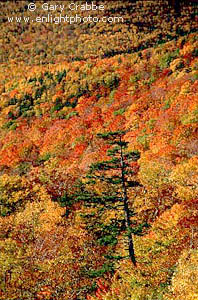 Fall Colors and Lone Evergreen Pine Tree, White Mountains, New Hampshire