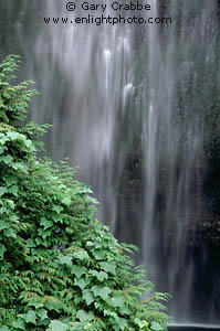 Waterfall and foliage detail, Multnomah Falls, Columbia River Gorge National Recreation Area, near Portland, Oregon