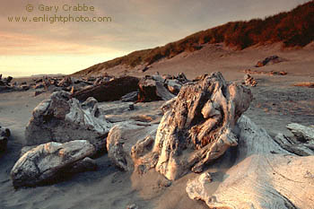 Child caught in the Dragon's mouth. Sunset light on driftwood and coastal sand dunes on beach at Fort Stevens State Park, near Astoria, Northern Oregon coast