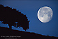 Full moon setting at dawn over a lone oak tree, Briones Region, Contra Costa County, California