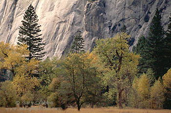 Fall colors in Yosemite Valley below sheer granit cliff of El Capitan, Yosemite National Park, California