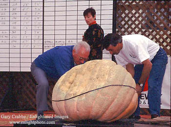 Weighing a pumpkin at the Half Moon Bay Pumkin Festival, California