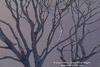 Tree Branches, Crescent City, California