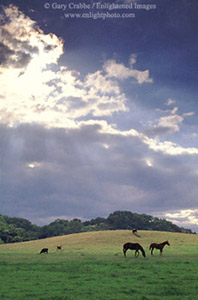 Sunbeams through clearing spring storm clouds over horses in green pastures, Santa Clara County, California